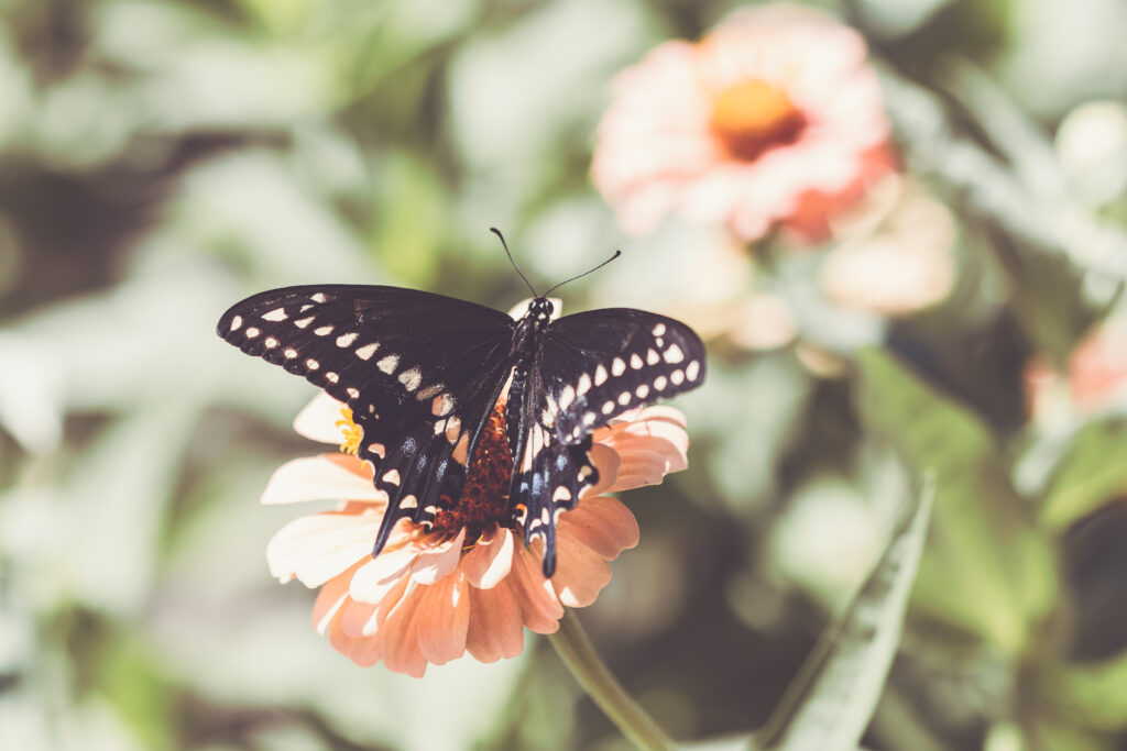 Macro Butterfly Close-Up on Pink Flower: Serene Wallpaper Background