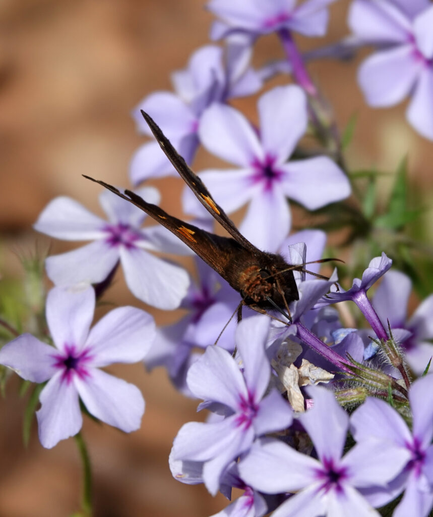 Macro Close-Up: Butterfly on Purple Phlox - Stunning Wallpaper