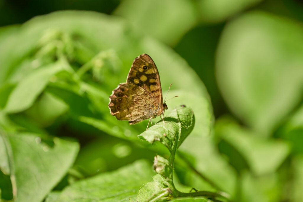 Close-Up Macro Butterfly on Green Leaf - Vibrant Nature Wallpaper