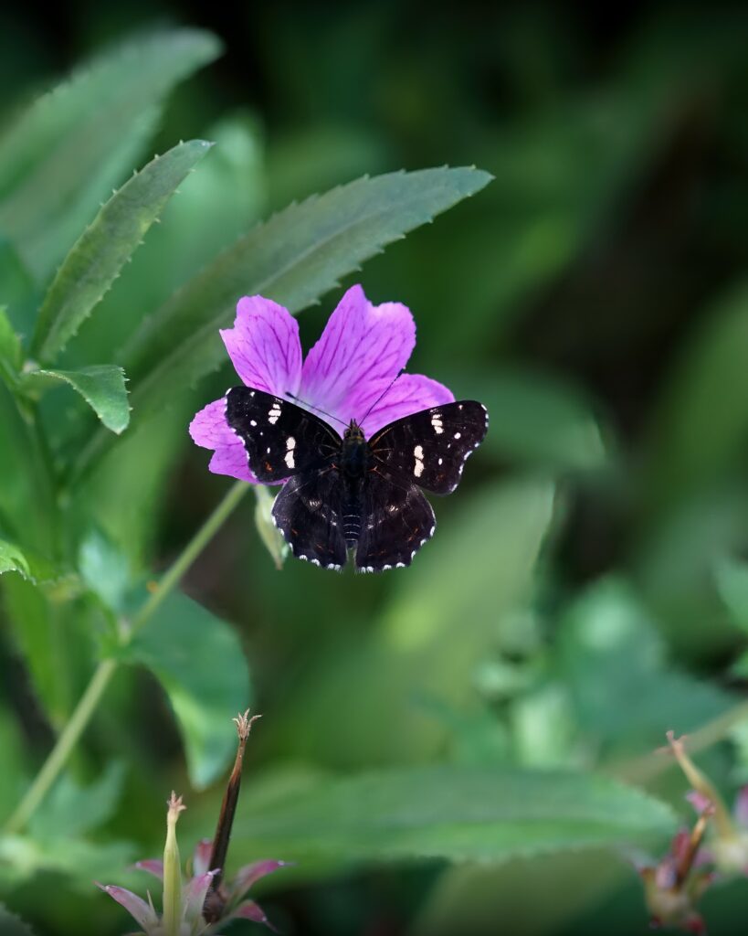 Vibrant Butterfly Macro on Purple Flower – Nature's Intricate Beauty Wallpaper
