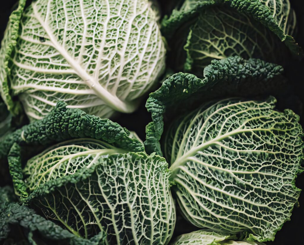 Macro closeup of fresh green cabbage leaves showing intricate textures and vibrant patterns Wallpaper