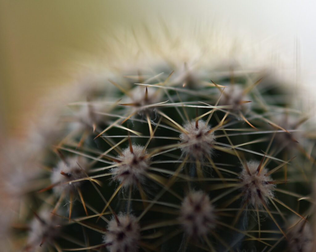 Intricate Cactus Macro Close-Up: Textured Needles & Soft Lighting Wallpaper