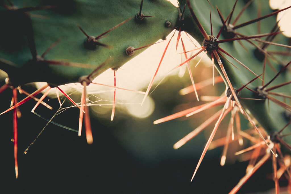 Intricate Cactus Needles Macro – Soft Blur Wallpaper Background