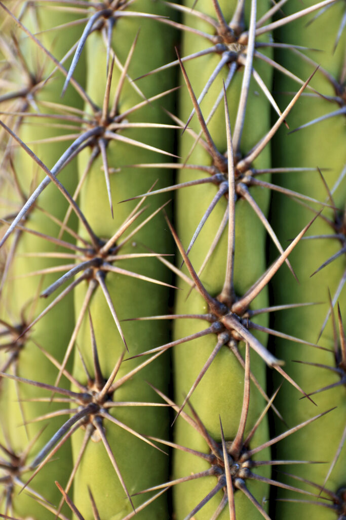 Macro Green Cactus Wallpaper: Close-Up Sharp Needles & Texture