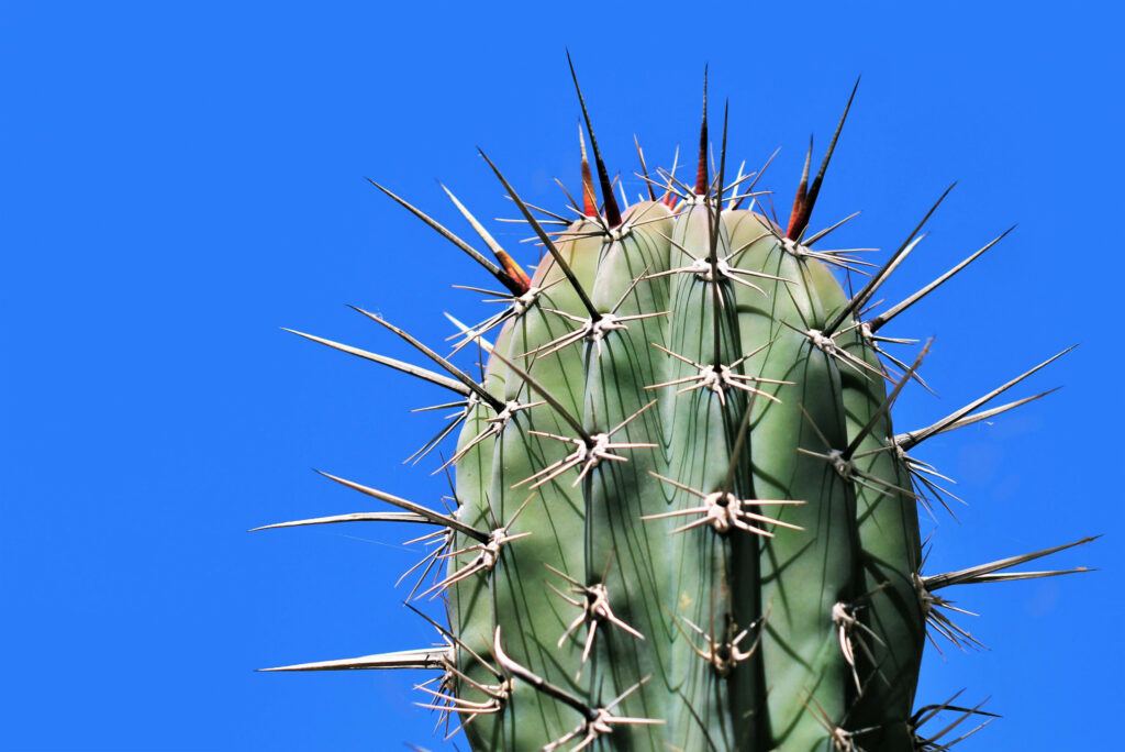 Macro Cactus Wallpaper: Intricate Texture Against Blue Sky