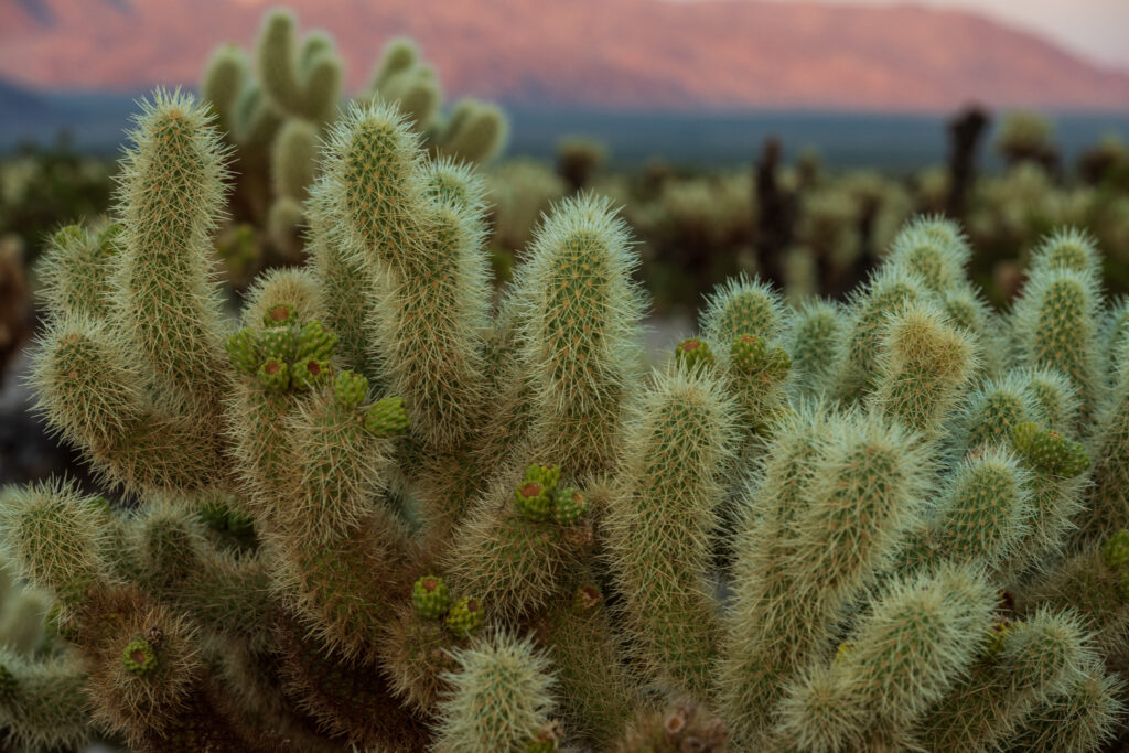 Macro Cactus Wallpaper: Serene Desert Scene with Sharp Needles