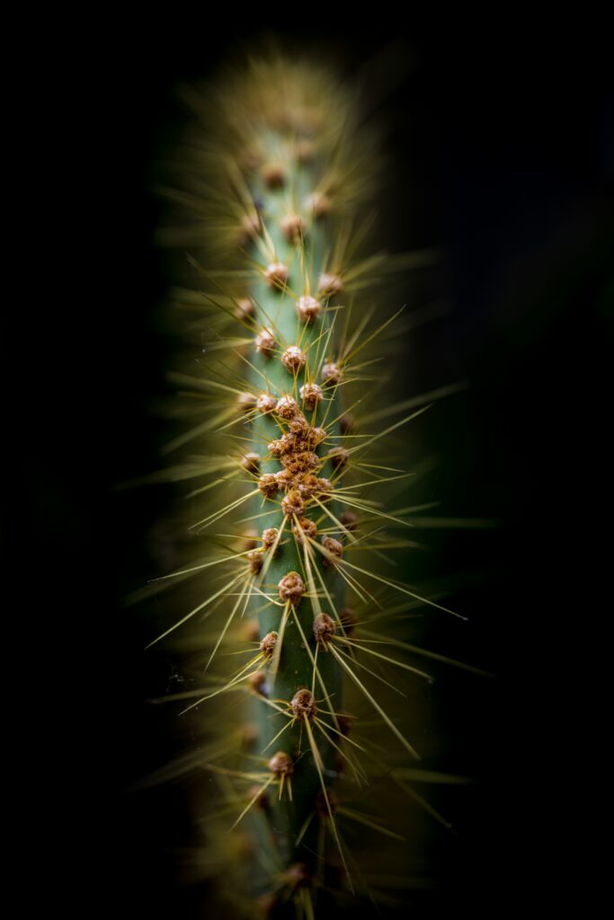 Macro Cactus Wallpaper: Sharp Thorns & Intricate Patterns