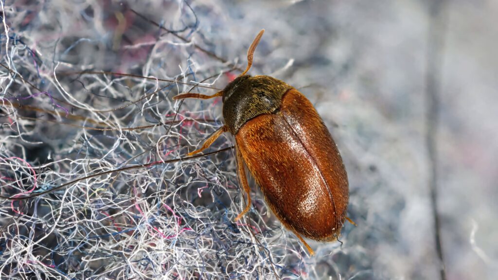 Macro close-up of carpet beetle on textured fabric showing detailed brown shell and fibers Wallpaper