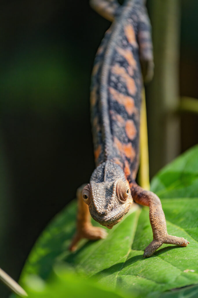 Macro Chameleon Wallpaper: Detailed Texture on Green Leaf Background