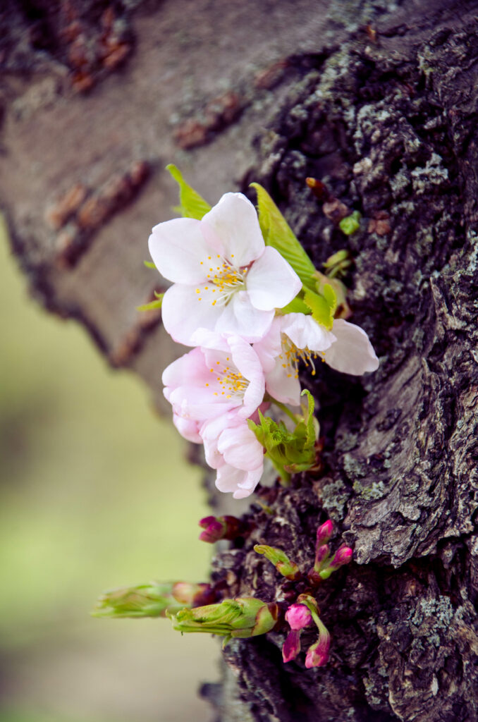 Macro Cherry Blossoms on Textured Bark - Nature's Intricate Details Wallpaper