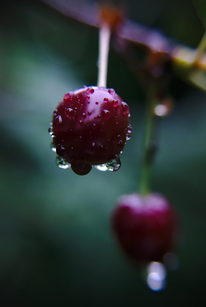 Vibrant Cherry Macro with Water Droplets - Fresh Wallpaper Background