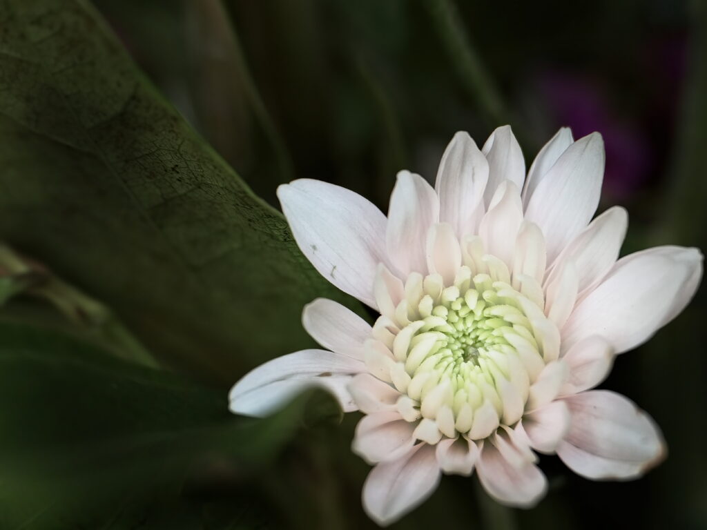 Close-Up White Chrysanthemum Macro with Lush Green Background Wallpaper