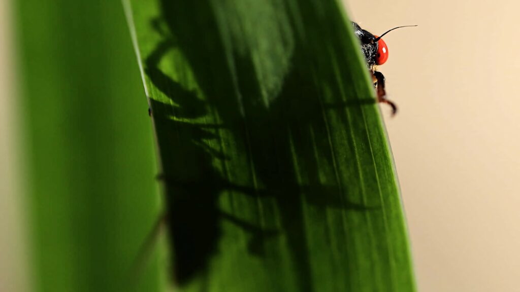 Macro close-up of a cicada emerging with sharp shadow on green leaf symbolizing transformation Wallpaper