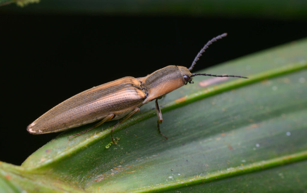 Macro shot of click beetle on green leaf showing textured brown exoskeleton and antennae Wallpaper
