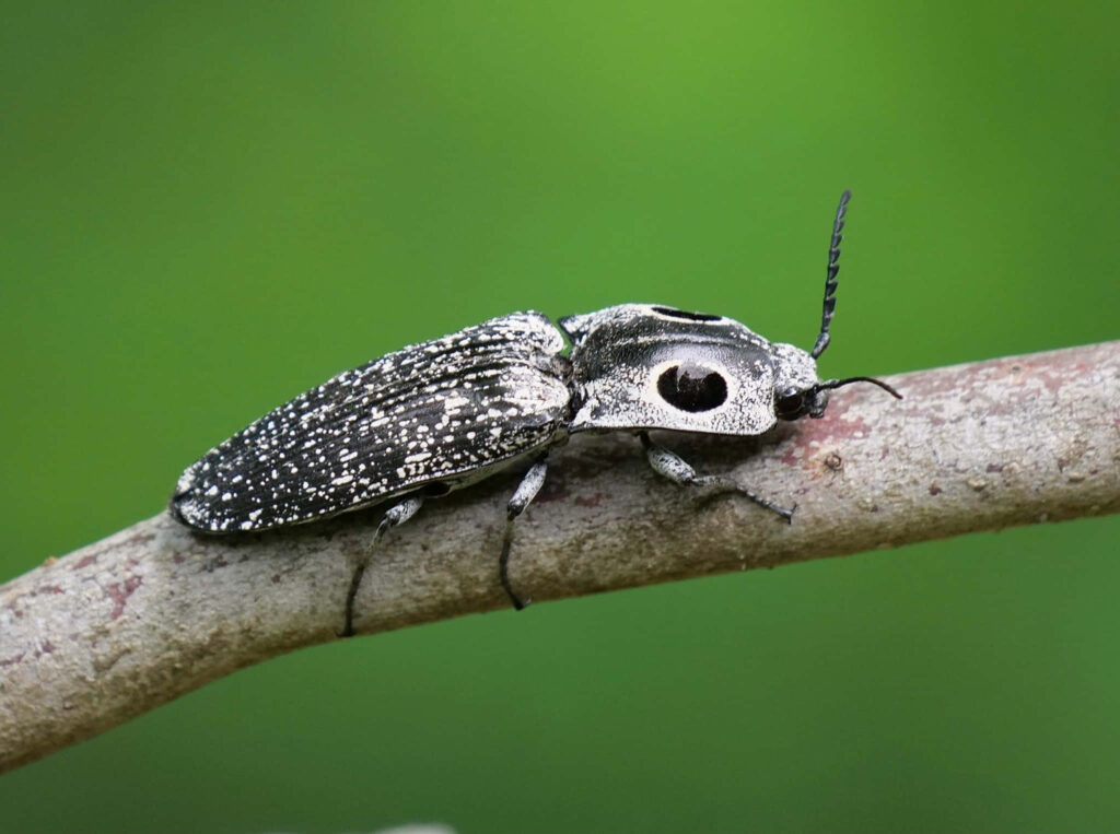 Macro wallpaper of speckled click beetle on textured branch with eye spots and segmented antennae