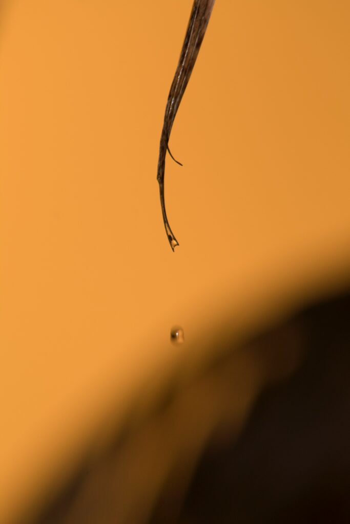 Macro Shot of Brown Leaf with Water Droplet - Warm Wallpaper Background