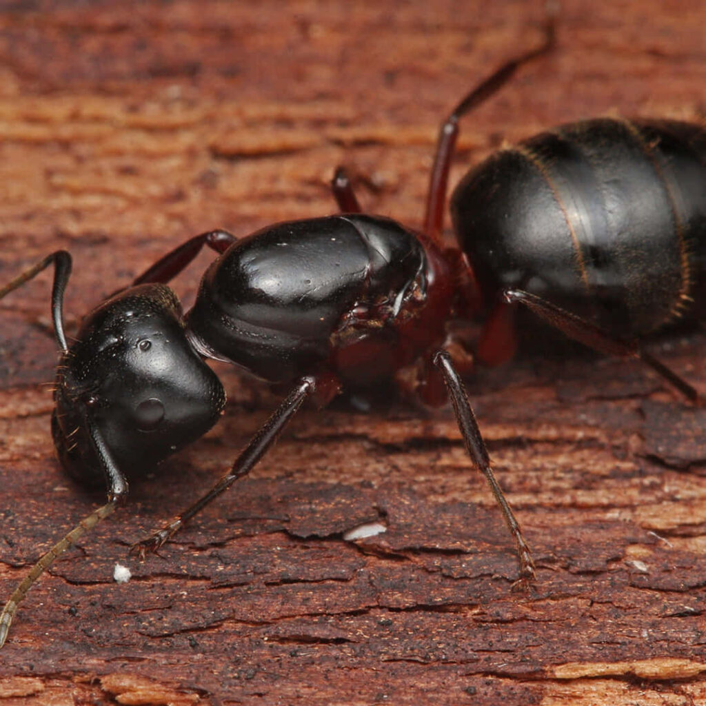 Close-up macro of shiny black carpenter ant on textured rich brown wood background wallpaper