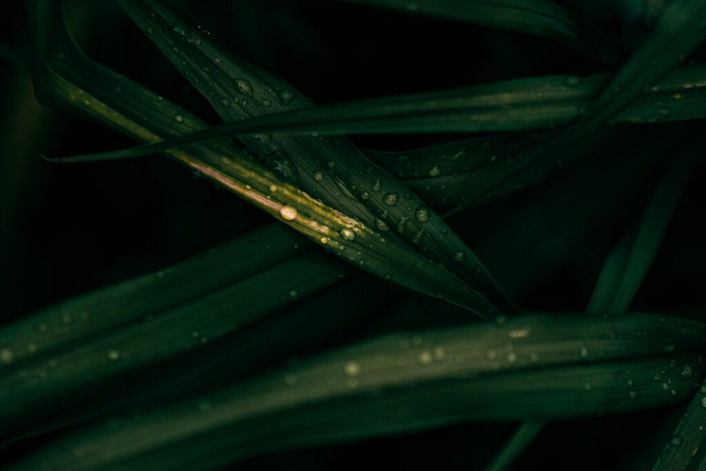 Macro Close-Up of Dark Green Leaves with Water Droplets - Nature Wallpaper