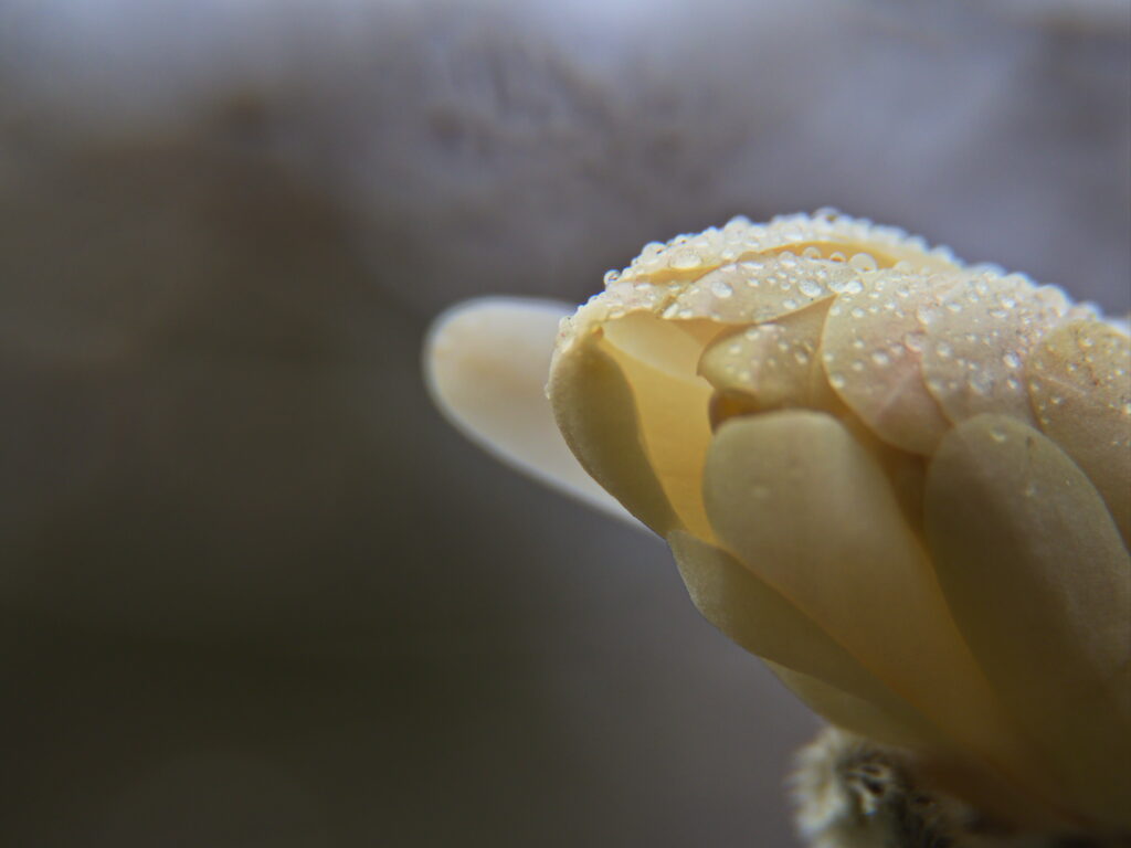 Delicate White Flower Bud with Water Droplets - Macro Wallpaper