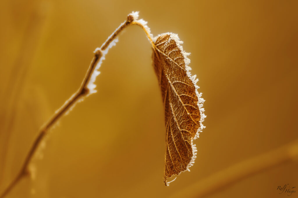 Macro Shot of Frosted Leaf: Intricate Textures on Golden Wallpaper