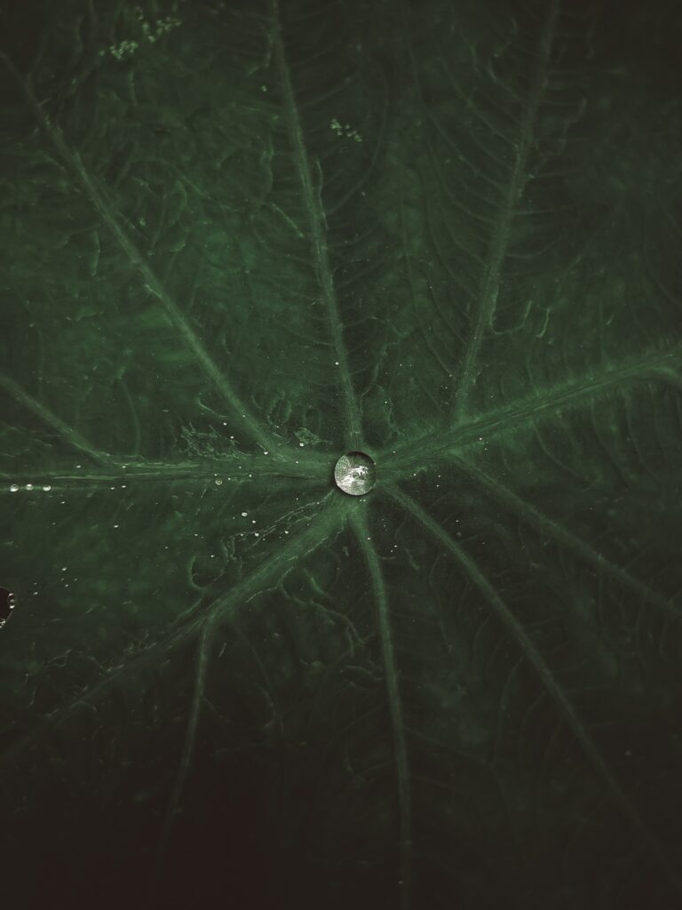 Macro Shot of Green Leaf with Water Droplet - Nature Wallpaper