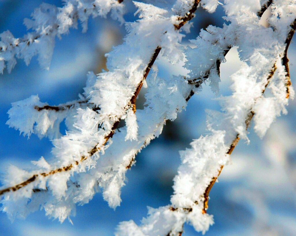 Close-up macro of tree branches with sparkling hoarfrost ice crystals on blue winter background Wallpaper
