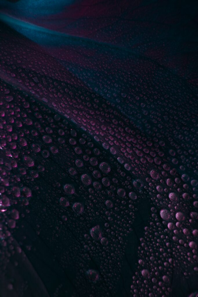 Macro Close-Up of Purple Leaf with Water Droplets - Wallpaper Background