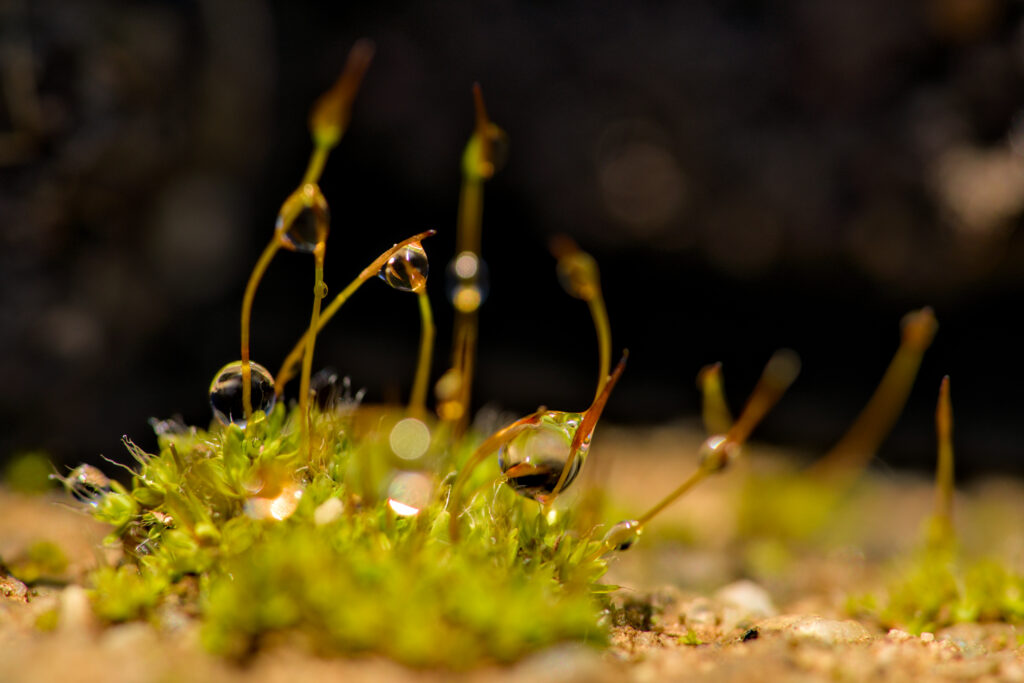 Macro Photo of Dewy Grass & Moss - Serene Nature Wallpaper