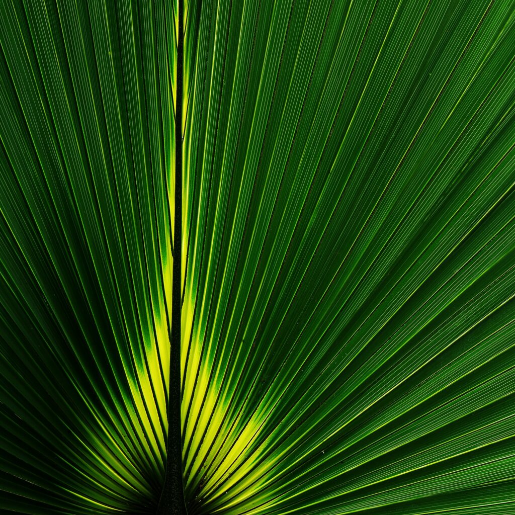 Macro Close-Up of Green Leaf: Intricate Textures Wallpaper Background