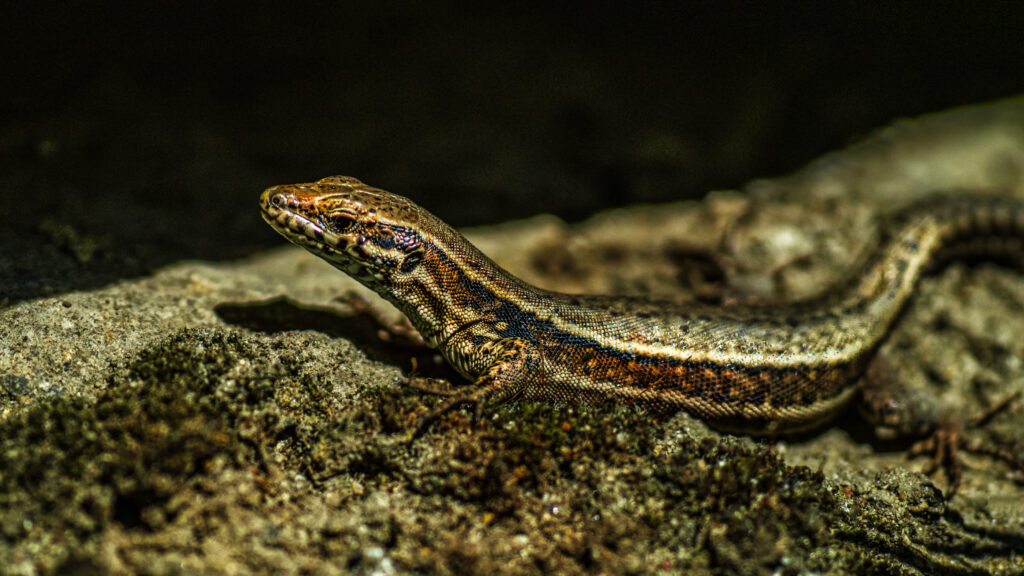 Macro Shot of Spotted Brown Lizard on Natural Earthy Background Wallpaper