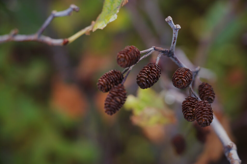 Macro Close-Up Wallpaper of Cones on Delicate Branch in Nature
