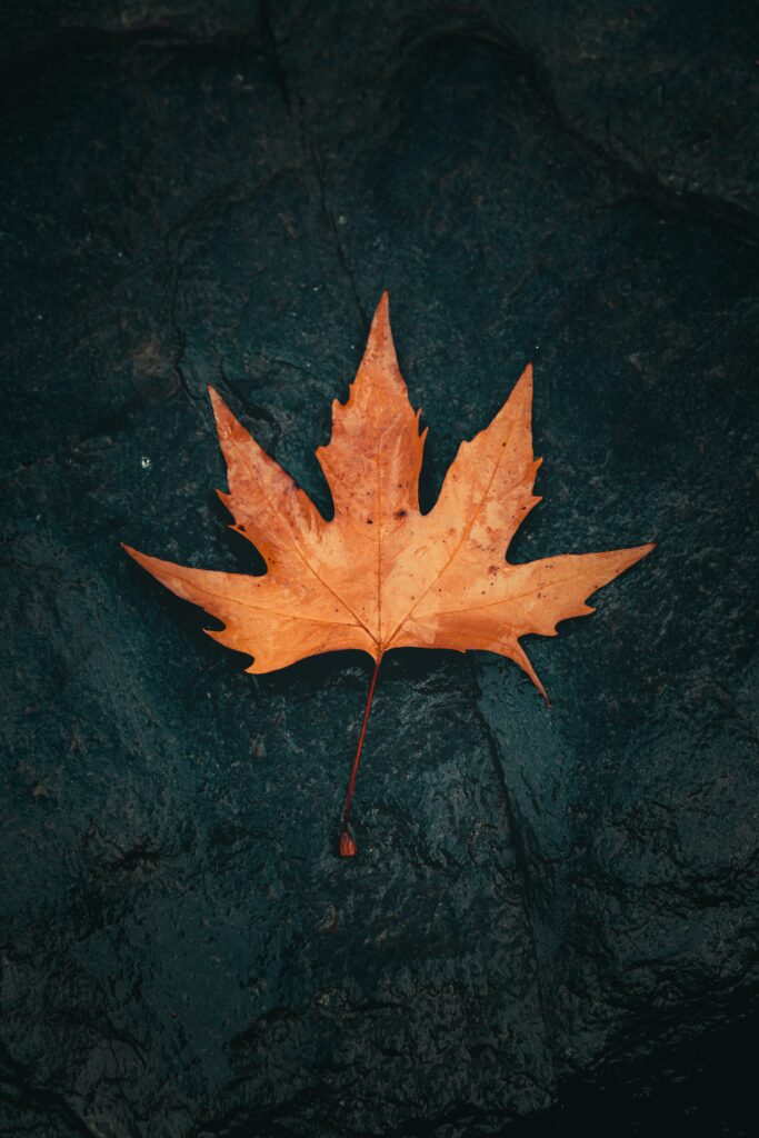 Macro Close-Up: Wet Brown Maple Leaf on Dark Textured Wallpaper
