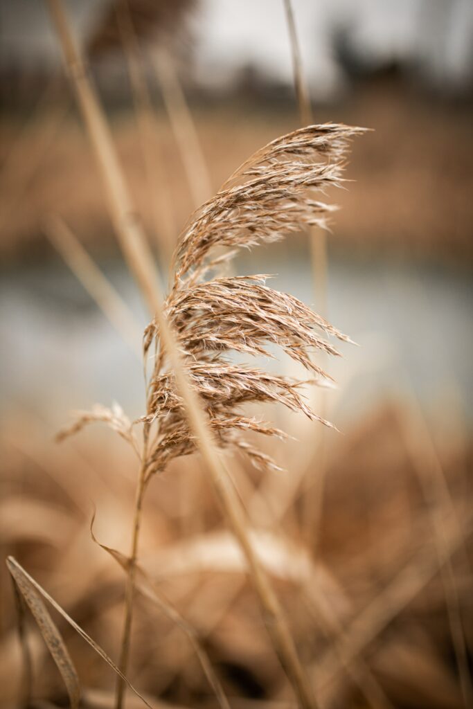 Macro Close-Up of Brown Reed Plant - Soft Blurred Background Wallpaper