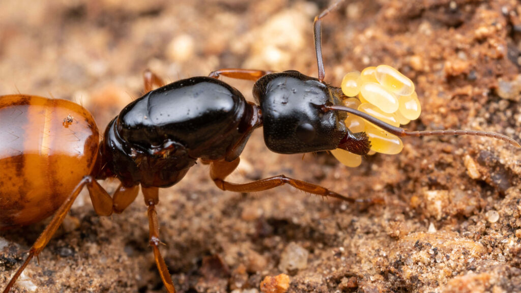 Close-up of carpenter ant carrying larvae on earthy brown background macro shot detail wallpaper