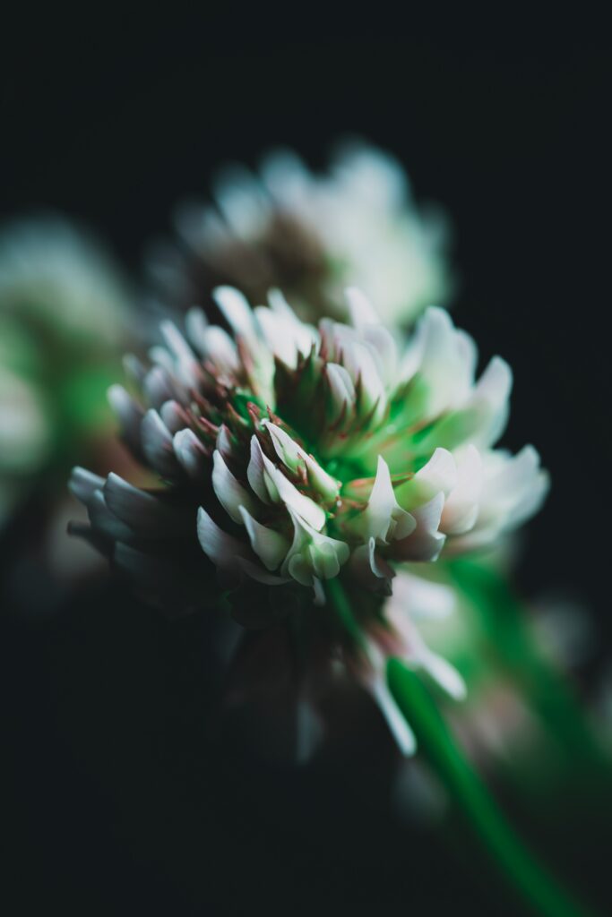 Intricate Clover Flower Macro: Elegant Wallpaper Background Design