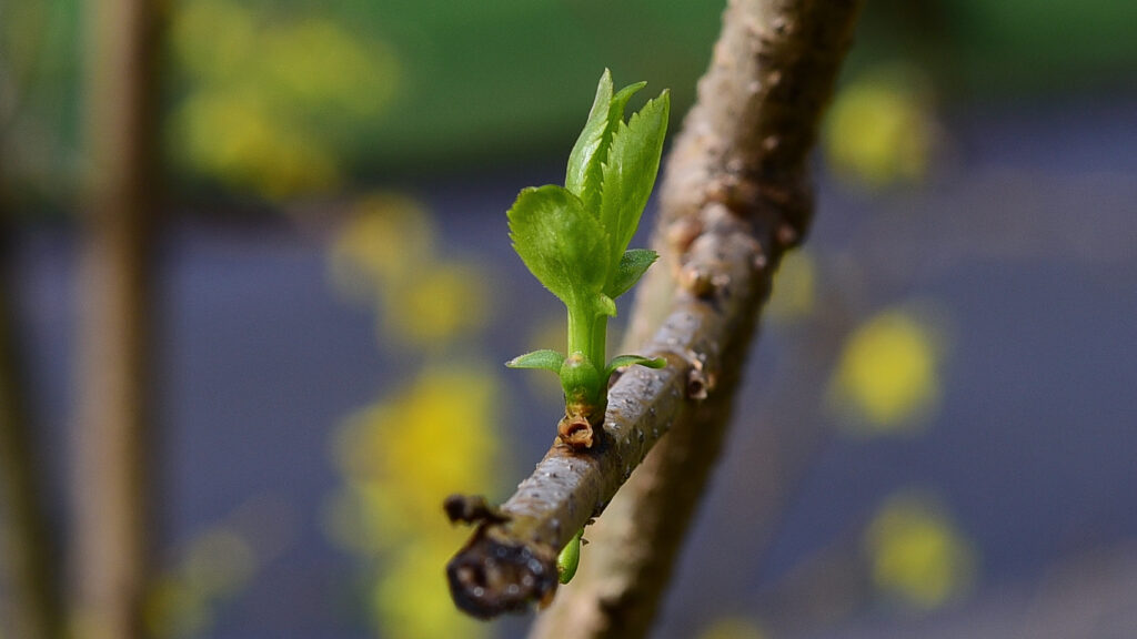 Macro Shot of Fresh Green Sprout - Spring Growth Wallpaper