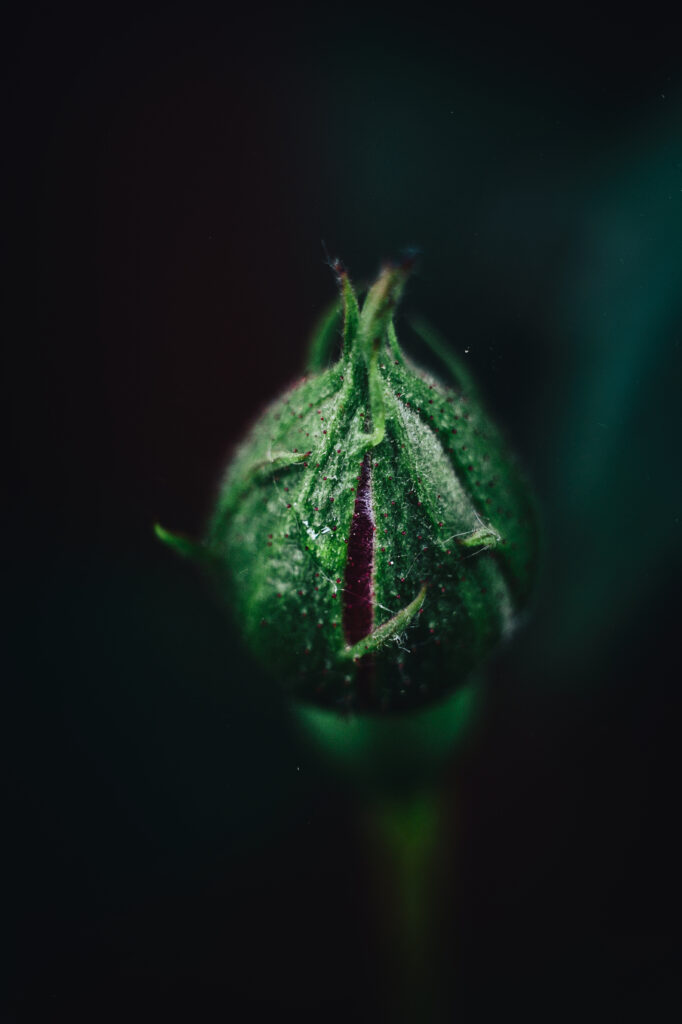 Close-Up Green Rosebud Macro: Delicate Texture Wallpaper Background