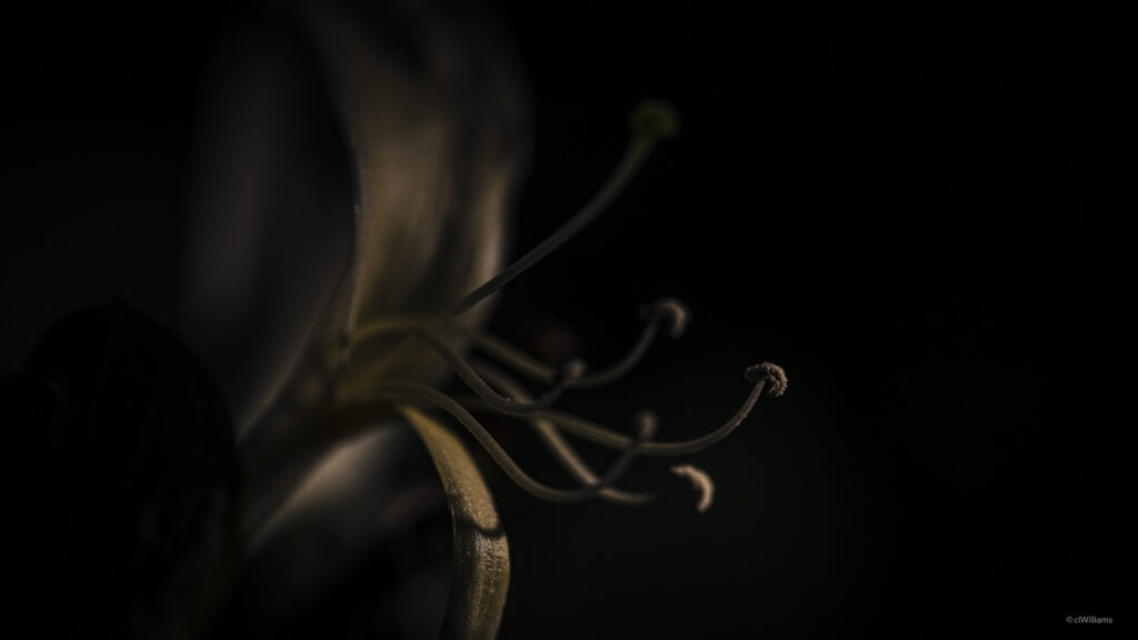 Macro Close-Up of a Lily Flower in Darkness | Elegant Wallpaper