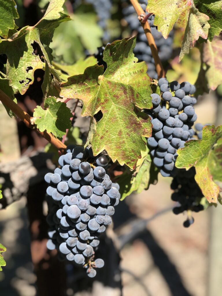 Macro Close-Up of Ripe Grapes on Vine - Nature Wallpaper Background