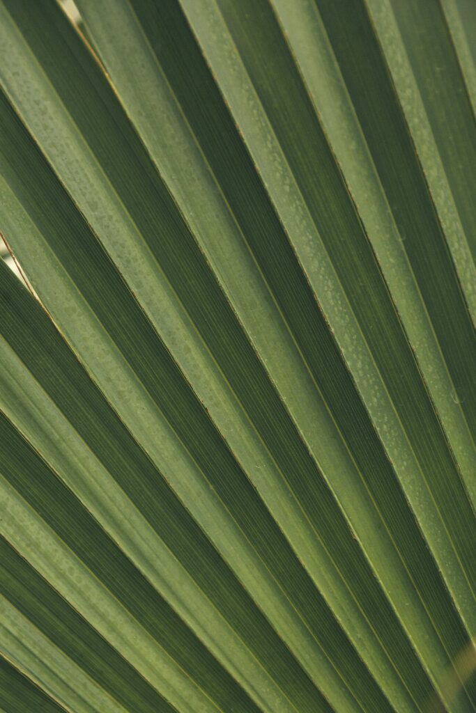 Macro Shot of Green Palm Leaf: Intricate Patterns & Vibrant Texture Wallpaper