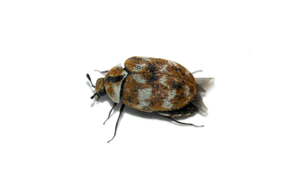 Close-up macro of carpet beetle showing textured brown white black body and delicate legs on white background Wallpaper