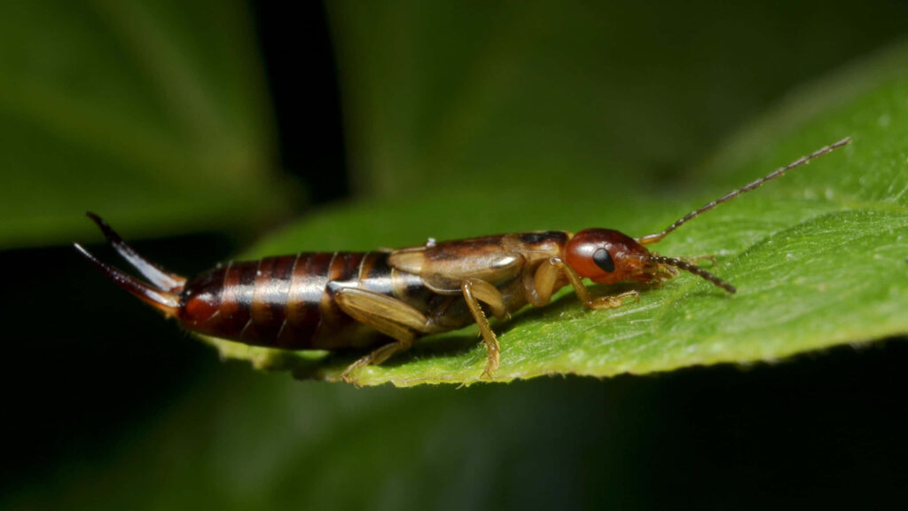 Close-up of earwig on green leaf showing segmented body pincers and delicate antennae macro photo Wallpaper