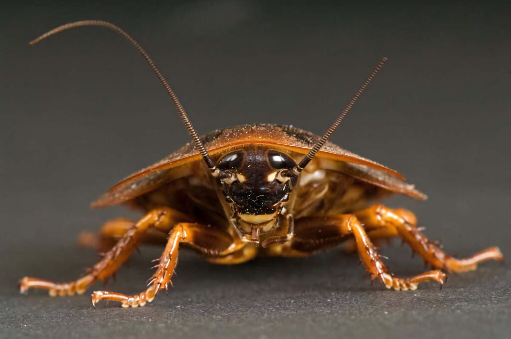 Close-up macro of glossy brown cockroach with detailed antennae and spiny legs on dark background Wallpaper