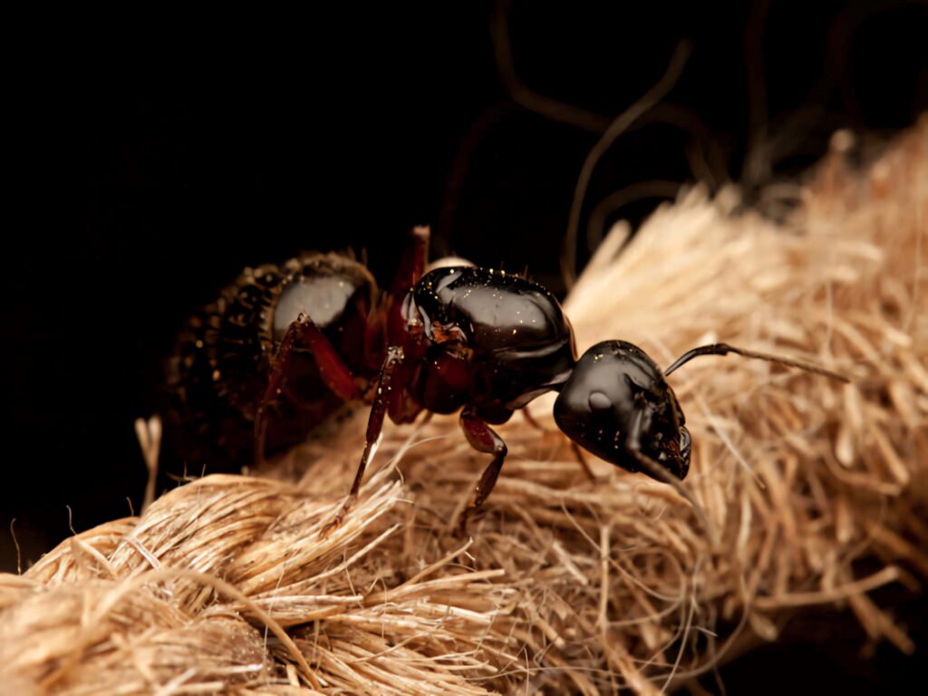 Close-up of glossy black carpenter ant on textured rope dark background high-resolution macro Wallpaper