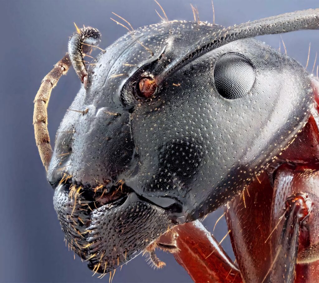 Macro close-up of insect head showing detailed textures segmented antennae and compound eyes Wallpaper
