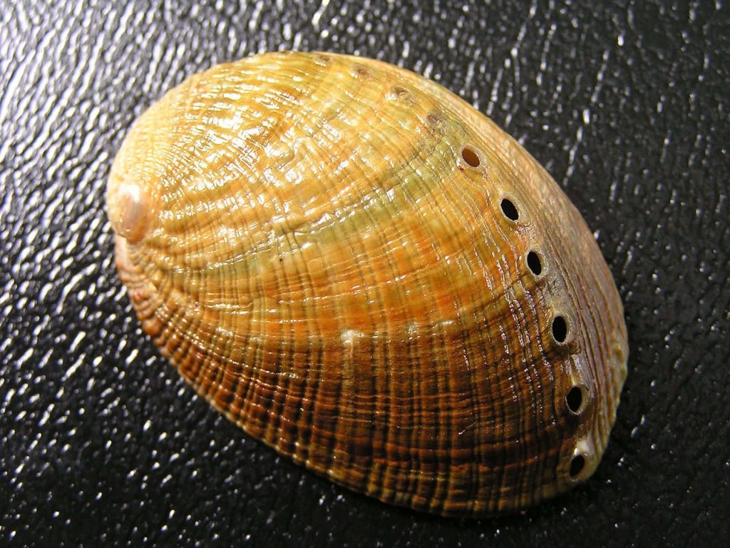 Macro photo of iridescent Haliotis abalone shell spiral with textured surface and respiratory holes Wallpaper