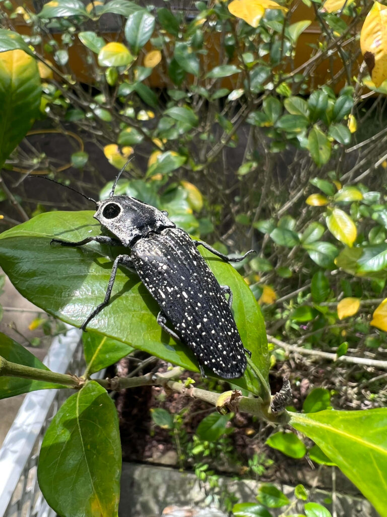 Close-up click beetle with white spots on bright green leaf macro nature wallpaper background