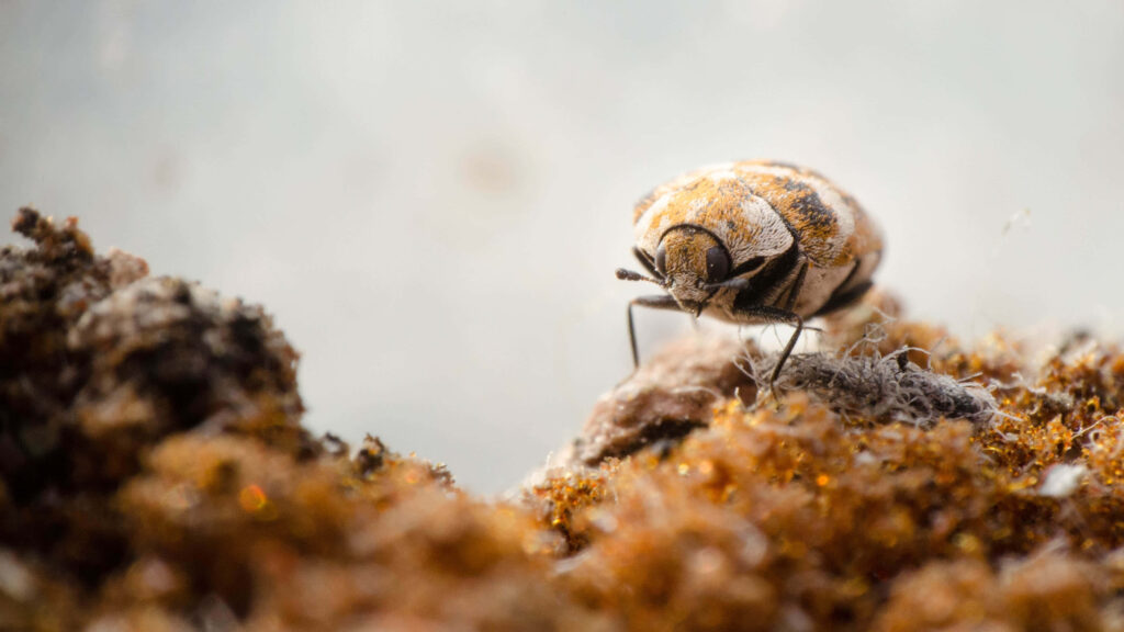 Macro closeup of a carpet beetle showing intricate patterns on a brown and tan blurred background Wallpaper