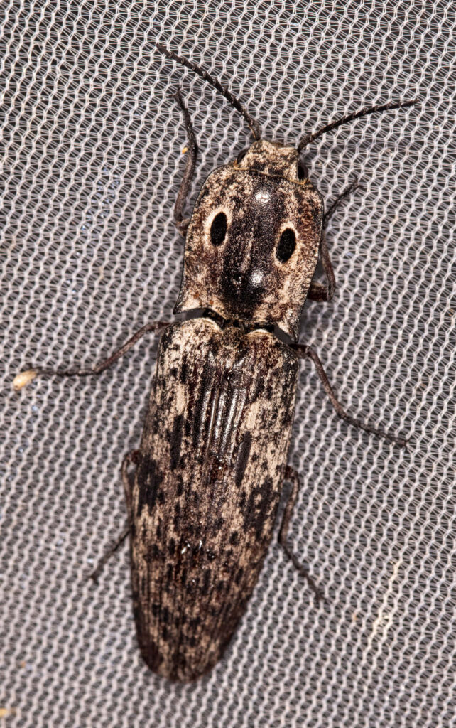 Closeup of a textured click beetle on fine mesh showing detailed patterned exoskeleton macro wallpaper