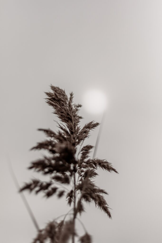 Delicate Plant Panicle Stem Macro - Soft Muted Wallpaper Background
